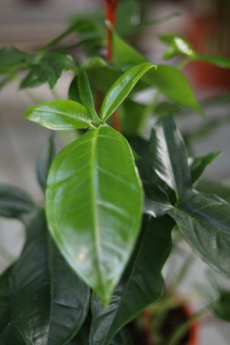 Syngonium Trileaf Wonder