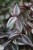 Tradescantia Pink Joy to urokliwa roślina doniczkowa z różowymi i zielonymi liśćmi, która ożywi każde wnętrze domu i biura.