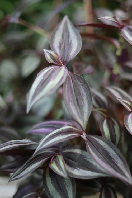 Tradescantia Pink Joy to urokliwa roślina doniczkowa z różowymi i zielonymi liśćmi, która ożywi każde wnętrze domu i biura.