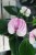 Anthurium Laguna