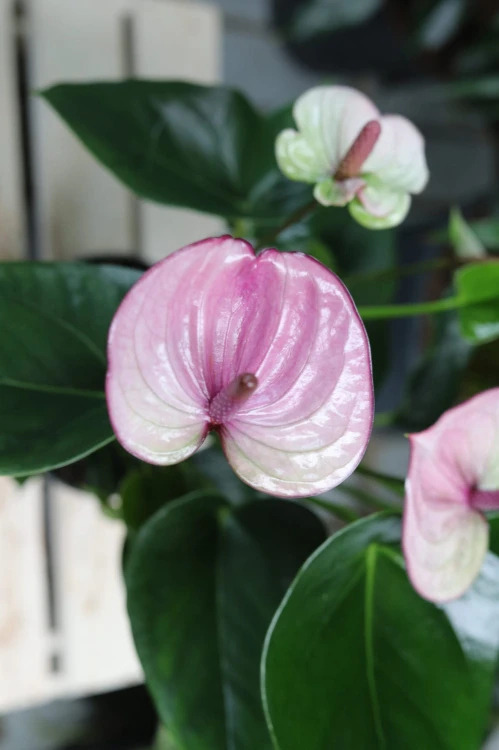 Anthurium Laguna