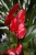 Anthurium Banderola Roja
