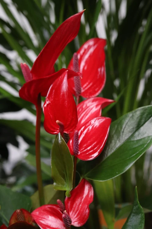 Anthurium Banderola Roja