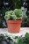 Hildewintera aureispina cristata