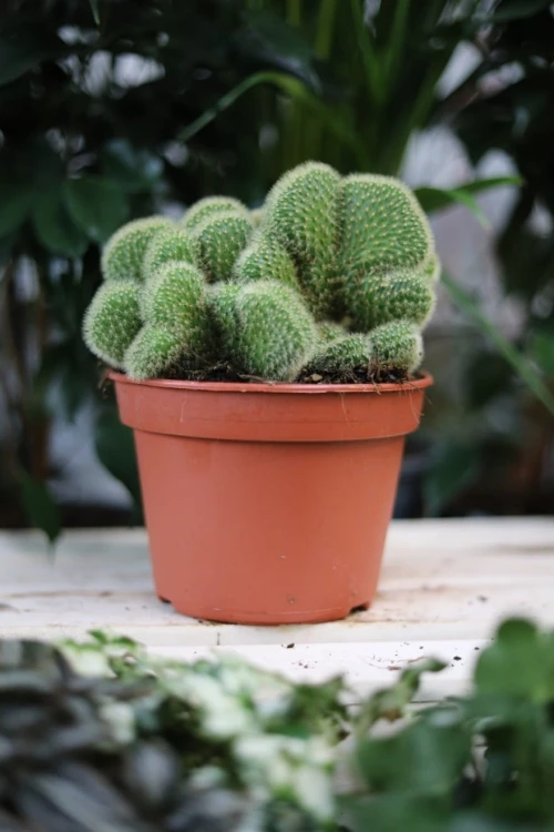 Hildewintera aureispina cristata