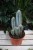 Stylowy Pilosocereus odilensis z niebieskozielonymi, kolczastymi pędami doda charakteru każdemu wnętrzu – doskonały do domu i biura.