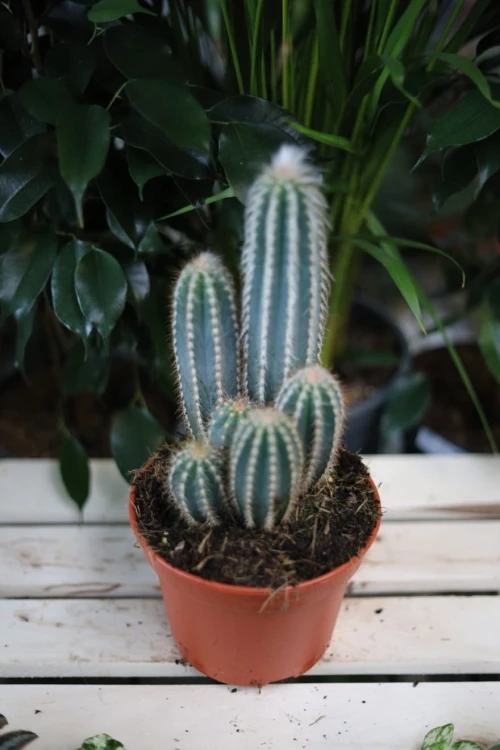 Stylowy Pilosocereus odilensis z niebieskozielonymi, kolczastymi pędami doda charakteru każdemu wnętrzu – doskonały do domu i biura.