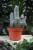 Pilosocereus odilensis