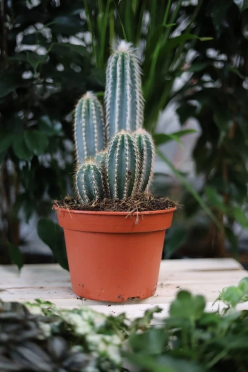 Pilosocereus odilensis