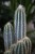 Pilosocereus odilensis to roślina doniczkowa o smukłych, niebieskozielonych pędach i delikatnych kolcach – idealna do domu lub biura.