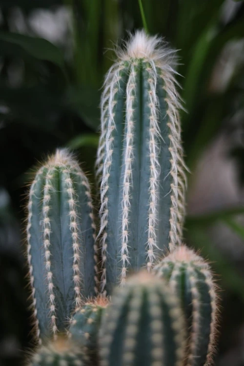 Pilosocereus odilensis to roślina doniczkowa o smukłych, niebieskozielonych pędach i delikatnych kolcach – idealna do domu lub biura.