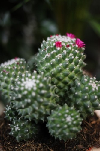 Mammillaria magnimamma 'Toluca' to kompaktowy kaktus doniczkowy z gęstymi kolcami i różowymi kwiatami – idealny do domu, biura lub kolekcji sukulentów.