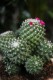 Mammillaria magnimamma 'Toluca' to kompaktowy kaktus doniczkowy z gęstymi kolcami i różowymi kwiatami – idealny do domu, biura lub kolekcji sukulentów.