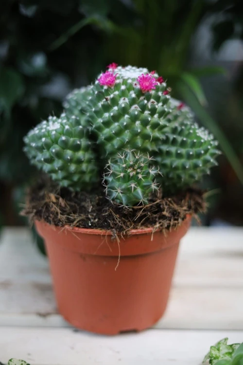 Kaktus Mammillaria magnimamma 'Toluca' z delikatnymi kolcami i uroczymi kwiatami świetnie sprawdzi się jako roślina doniczkowa.