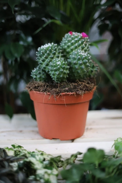 Mammillaria magnimamma 'Toluca'