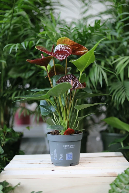 Anthurium Giant Chocolate to dekoracyjna roślina doniczkowa z dużymi, ciemnozielonymi liśćmi i czekoladowymi kwiatami, idealna do domu i biura.