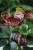 Anthurium Giant Chocolate