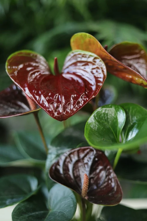Anthurium Giant Chocolate