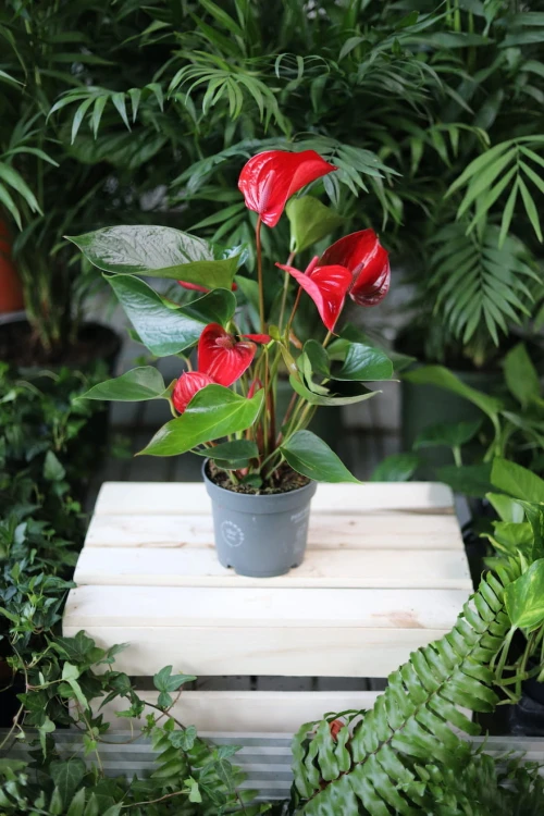 Anthurium Banderola Lava to efektowna roślina doniczkowa z intensywnie czerwonymi kwiatami i zielonymi liśćmi, idealna do domu i biura.