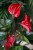 Anthurium Banderola Lava