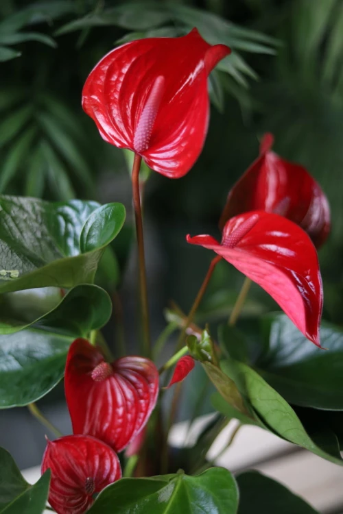 Anthurium Banderola Lava