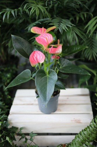 Anthurium andraeanum Sweet Dream to efektowna roślina doniczkowa z błyszczącymi liśćmi i różowymi kwiatami, idealna do domu i biura.