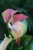 Anthurium andraeanum Sweet dream