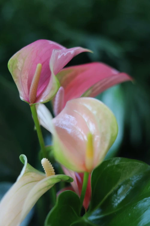 Anthurium andraeanum Sweet dream