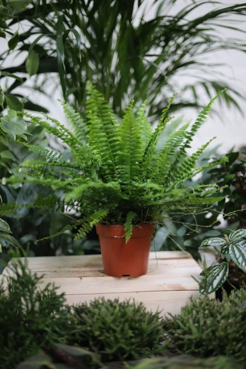 Nephrolepis Exaltata ‘Green Lady’ – bujna paprotka o delikatnych, jasnozielonych liściach. Idealna do wnętrz, oczyszcza powietrze i lubi wilgotne otoczenie.