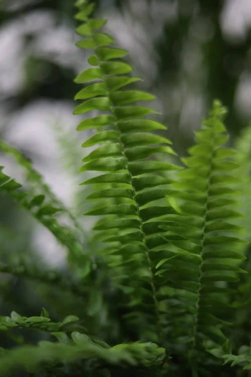 Green lady