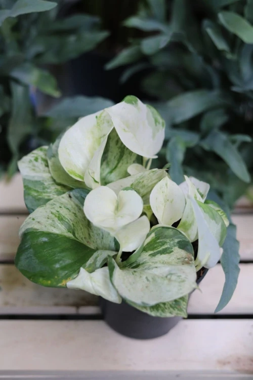 Epipremnum Happy Leaf – efektowna roślina pnąca o jasnozielonych liściach z kremowymi przebarwieniami. Łatwa w uprawie, doskonała do wnętrz i biur.