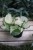 epipremnum happy leaf