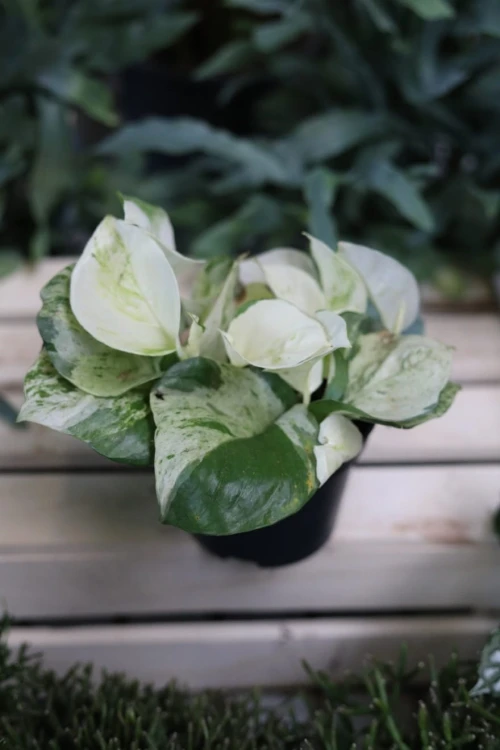 epipremnum happy leaf