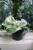 epipremnum