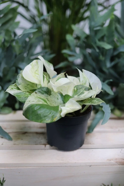 epipremnum