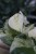 epipremnum happy