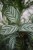 Ctenanthe setosa Compactstar
