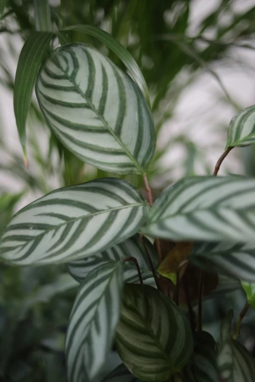 Ctenanthe setosa Compactstar