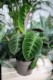 Calathea Warscewiczii zachwyca welwetowymi liśćmi z jasnozielonym wzorem – wyjątkowa roślina doniczkowa idealna do wnętrz.