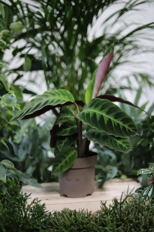 Calathea Warscewiczii to elegancka roślina doniczkowa z aksamitnymi, ciemnozielonymi liśćmi – doskonała ozdoba do domu lub biura.