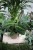 Calathea Warscewiczii