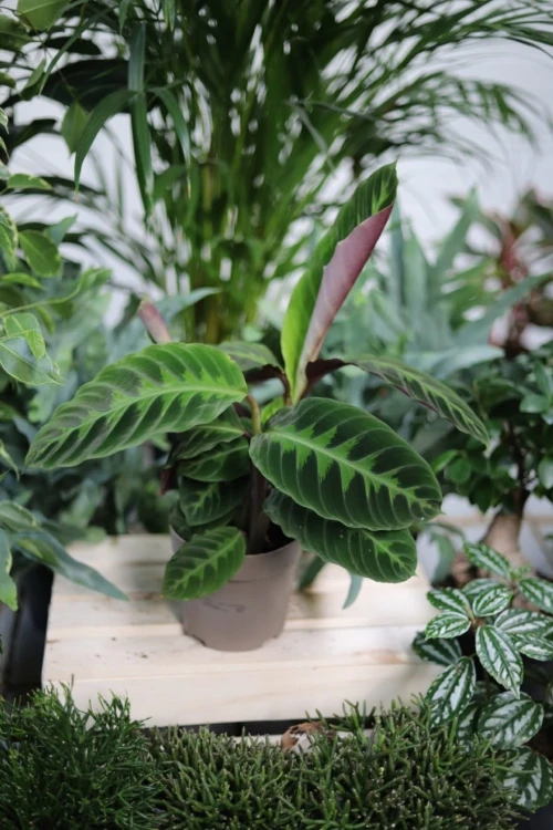 Calathea Warscewiczii