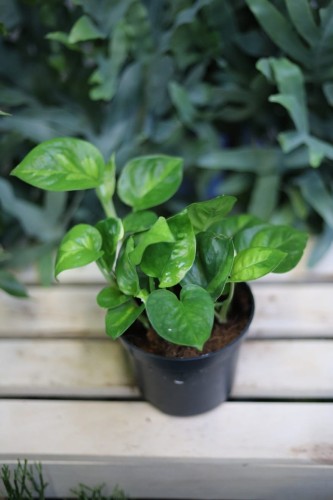 Epipremnum pinnatum ‘Global Green’ – roślina doniczkowa o zielonych, nakrapianych liściach. Idealna do wnętrz, łatwa w pielęgnacji, oczyszcza powietrze i dobrze rośnie w półcieniu. Doskonała do biura lub domu, dla początkujących miłośników roślin.