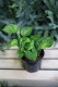 Epipremnum pinnatum ‘Global Green’ – roślina doniczkowa o zielonych, nakrapianych liściach. Idealna do wnętrz, łatwa w pielęgnacji, oczyszcza powietrze i dobrze rośnie w półcieniu. Doskonała do biura lub domu, dla początkujących miłośników roślin.