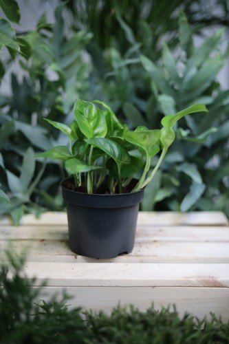 Epipremnum pinnatum Global Green
