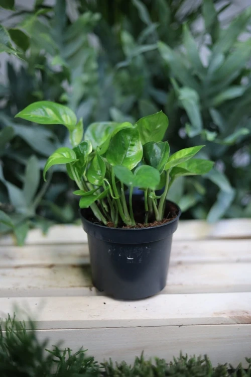 Epipremnum pinnatum