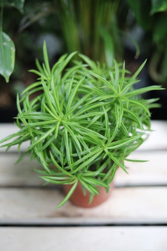 Peperomia ferreyrae Happy Bean to kompaktowa roślina doniczkowa o wąskich, zielonych liściach – świetna ozdoba na biurko lub do domowego wnętrza.