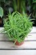 Peperomia ferreyrae Happy Bean to kompaktowa roślina doniczkowa o wąskich, zielonych liściach – świetna ozdoba na biurko lub do domowego wnętrza.