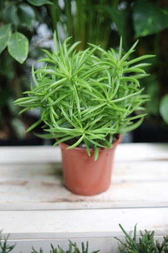 Peperomia ferreyrae Happy Bean