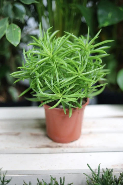 Peperomia ferreyrae Happy Bean